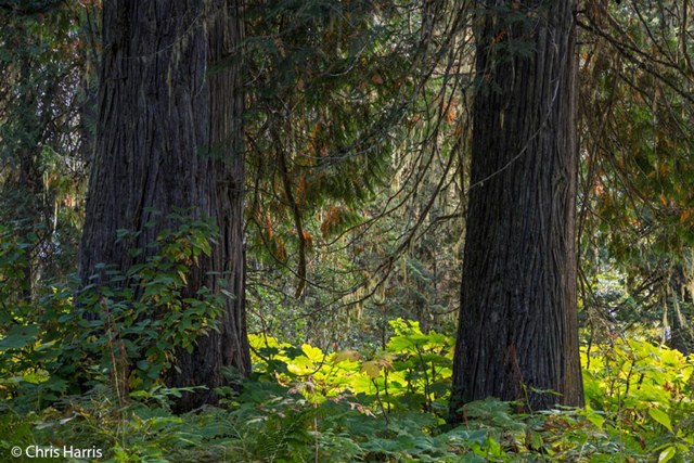 British Columbia; Canada; Chris Harris; Cariboo Mountains; Interior Rainforest; Cedar Trees (Thuja plicata);
